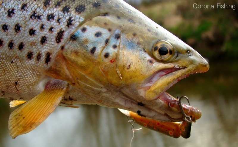 pstrąg na wobler łamany